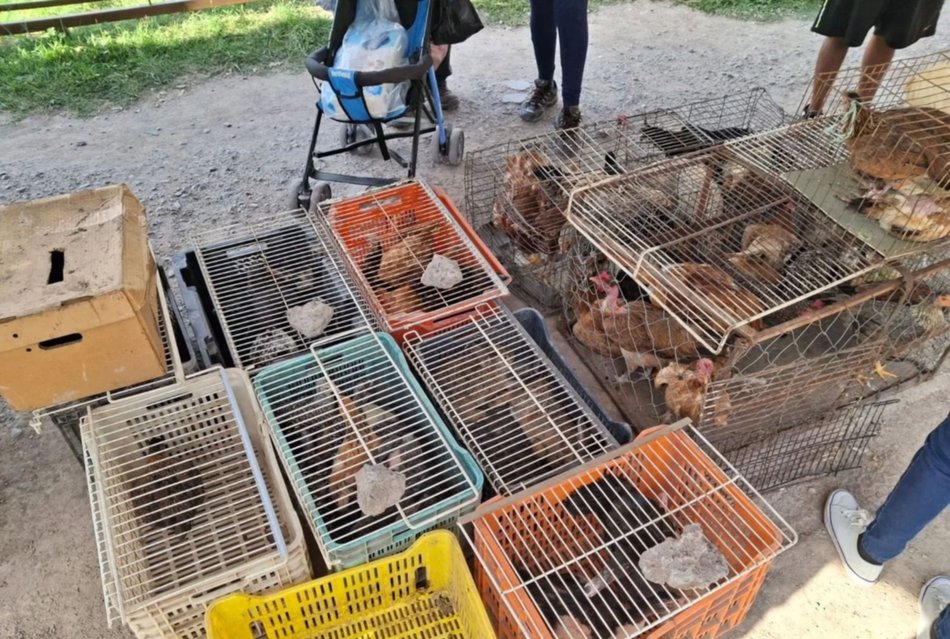 Indignación en Solidaridad: rescatan 50 animales vivos de una feria barrial y multan al feriante