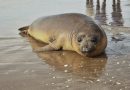 Un elefante marino rehabilitado fue reintroducido al mar en San Clemente del Tuyú