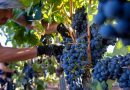 En defensa del salario obrero: FOEVA cerró las paritarias para exigir aumentos que frenen el ajuste en bodegas y viñas